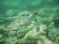 Hawksbill turtle encountered on inside reef at Lauderdale... by Michael Kovach 